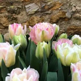 Foxtrot Tulip (Tulipa Foxtrot) Img 4